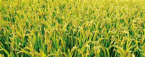 亩产水稻一般多少斤，适合生长在什么土壤里 _水稻