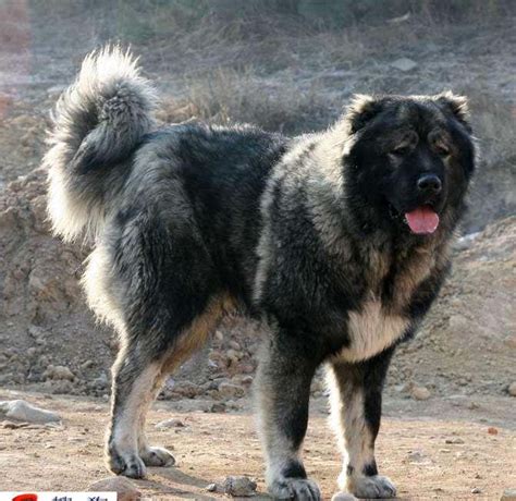 高加索幼犬纯种巨型高加索幼犬巨型高加索犬大型狗粮-淘宝网
