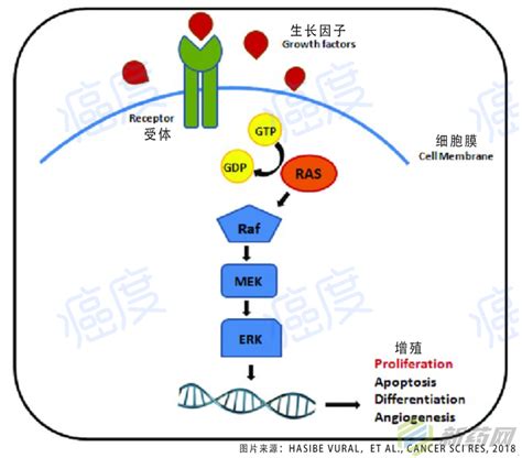 一种用于构建ALK基因融合突变检测文库的方法和试剂盒与流程