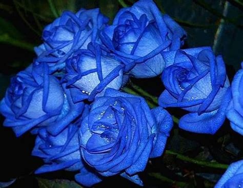 蓝色妖姬的花语是什么?蓝色妖姬的寓意和象征-花木行情-中国花木网
