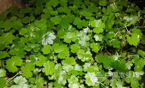 破铜钱草图片