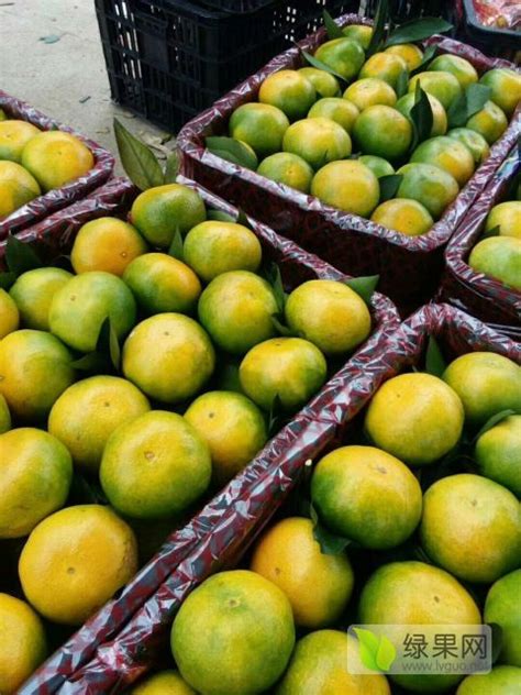 玉林唯一水果批发大市场 代销果品 - 柑橘价格网
