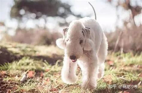 贝德灵顿梗犬，这是一只外表像小羊羔，然而内心却住着狮子的狗狗|贝德|梗犬|狗狗_新浪新闻