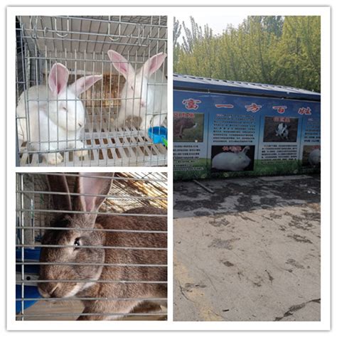 凌源市哪里有卖兔子的养殖场_种兔养殖_亿源种兔养殖场