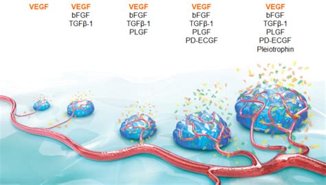 健康蛋白：成纤维细胞生长因子21(FGF21) 细胞因子 - 每日生物评论