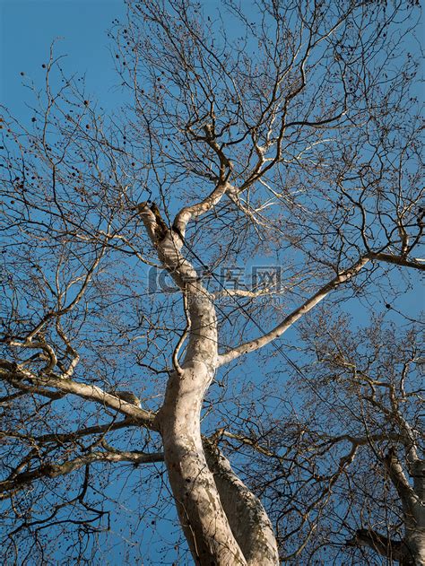 两棵树一棵有叶子另一棵没有叶子高清图片下载-正版图片504299971-摄图网