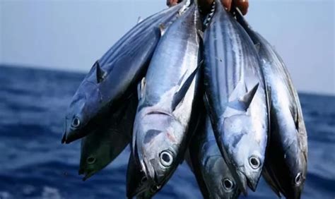 金枪鱼种类及图片大全 - 百科 - 酷钓鱼