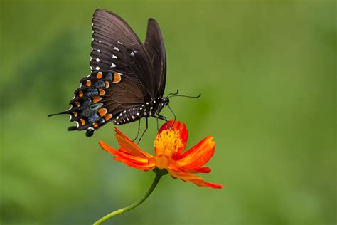 鲜花上的黑色蝴蝶46625_动物合集_动物类_图库壁纸_68Design