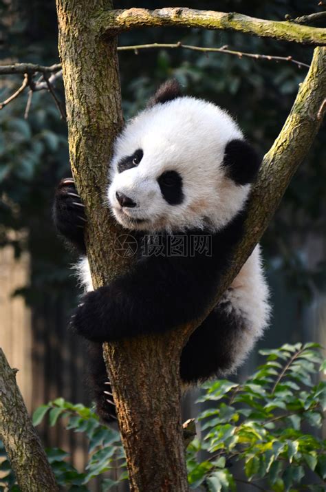 熊猫,大熊猫,陕西省,安全,中国,世界野生动物基金会,西安,抱着树,笋,野生动物保护摄影素材,汇图网www.huitu.com