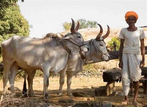 印度的圣牛高清图片下载-正版图片507018974-摄图网