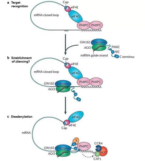 病毒siRNA介导的RNA干扰途径与机制