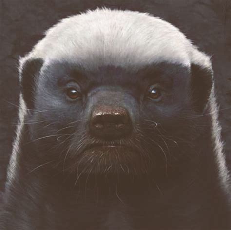 平头哥蜜獾：吉尼斯世界纪录“最无所畏惧的动物” - 知乎