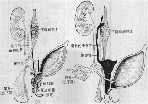图18～12 内生殖器的发生 (二)-功能组织学与胚胎学-医学