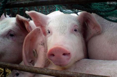 明年猪价预测 中国进口美国猪肉价格行情-股城热点
