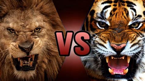 老虎vs狮子_视频在线观看-爱奇艺搜索