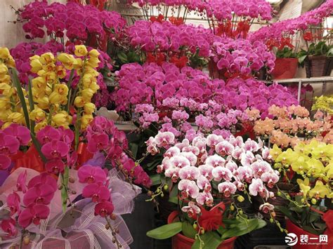 北京最大的花卉市场有哪些？2019北京花卉市场盘点 - 本地资讯 - 装一网