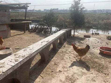 为什么南京卖鸭子的都说自己是水西门的?|鸭子|南京|水西门_新浪新闻