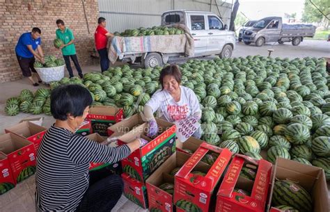 山西夏县：西瓜产业 助农增收-人民图片网