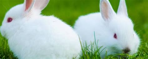 宠物兔品种介绍，不同的品种外形、习性都不同 - 农敢网