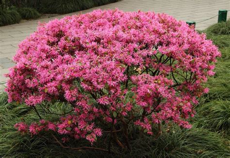 红花檵木（拉丁学名：Loropetalum chinense var.rubrum），又名|檵木|红花檵木|红桎木_新浪新闻