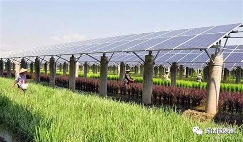 广东引进农光互补光伏发电项目，上面发电下面种植，产值约80万元