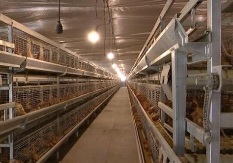 温氏新兴优质鸡产业园实现智能化养殖，积极推动产业扶贫_南方plus_南方+