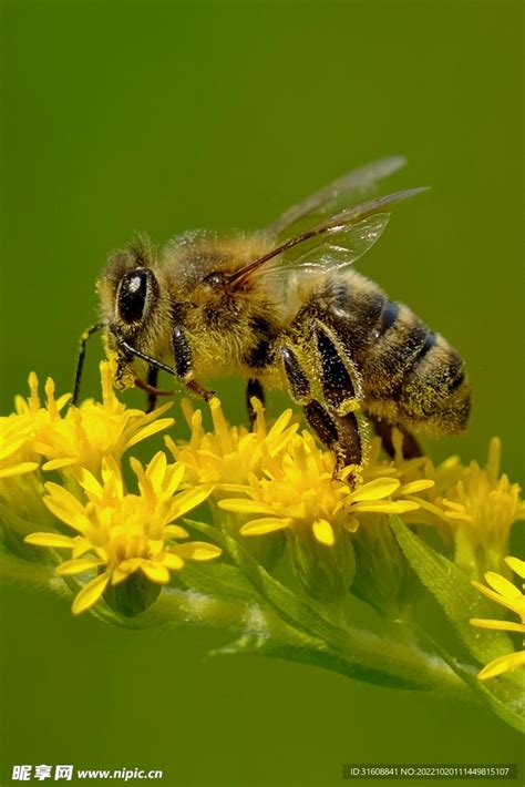蜜蜂采蜂蜜全程（蜜蜂采蜜的过程大家了解吗） | 说明书网