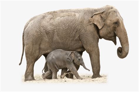 大象母亲和小象-快图网-免费PNG图片免抠PNG高清背景素材库kuaipng.com