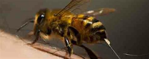 蜜蜂酿蜜知识（科普小知识：蜜蜂是怎样酿蜜的） | 说明书网