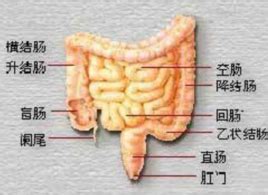 结肠的位置图片