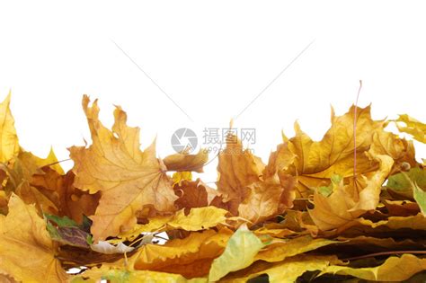 干燥的秋天枫叶上白色孤立高清图片下载-正版图片507010088-摄图网