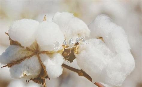 影响棉花期货价格的因素有哪些-中信建投期货上海