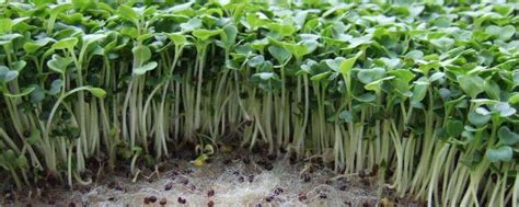 水培绿豆芽的详细步骤 - 花百科