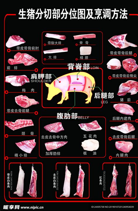 猪肉分割图 部位图 PSD分层图 AI矢量图_张跑跑-站酷ZCOOL