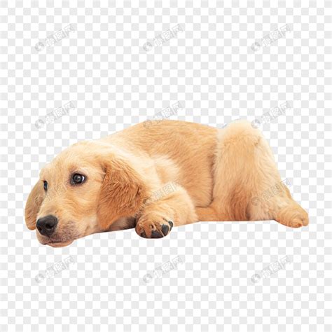 一只废狗狗狗狗图片