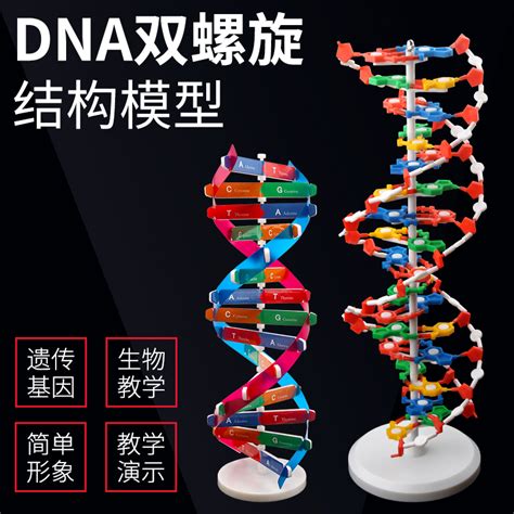 DNA双螺旋结构模型大号高中分子结构模型60cmJ33306脱氧核苷酸链碱基对遗传基因染色体双链生物科学教学仪器_虎窝淘