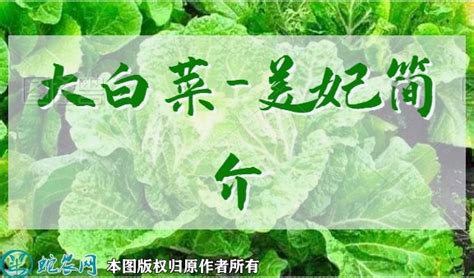 大白菜新品种：美妃简介 - 三农百科 - 蛇农网