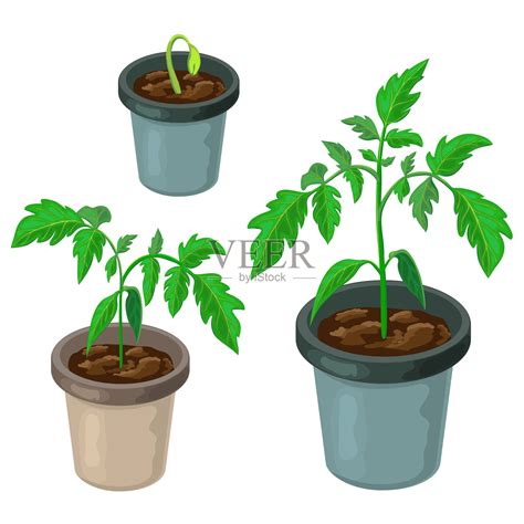 植物观察日记300字：番茄的成长过程（通用35篇）