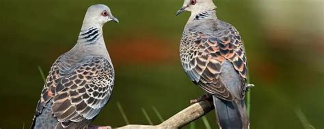 野鸽子和斑鸠是同一种动物吗 有什么区别 - 三分田