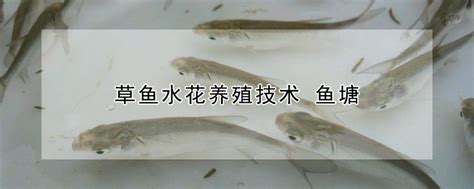 草鱼水花养殖技术 鱼塘 —【发财农业网】