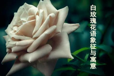 白玫瑰花语是什么 —【发财农业网】