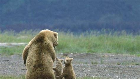 北极熊vs科迪亚克棕熊,棕熊vs河马,北极熊vs河马_大山谷图库