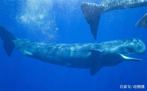 蓝鲸骨架，世界上最大的动物骨架|界面新闻 · JMedia