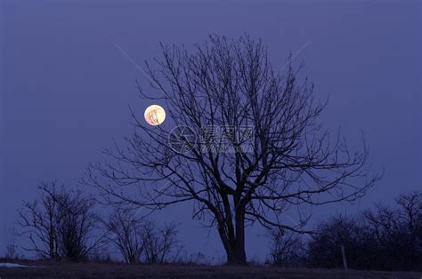 暮光中的树剪影高清图片下载-正版图片507535860-摄图网