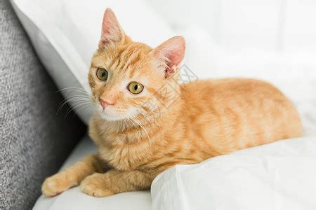 你家的橘猫从小到大是什么样的？ - 知乎