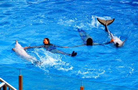 在海豚表演中跳舞的海豚高清摄影大图-千库网