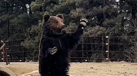 美国一只黑熊闯入市中心公园，救援人员赶到将其带走