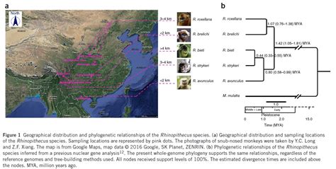 金丝猴属物种高海拔适应遗传机制研究获重要进展-云南生物资源保护与利用国家重点实验室