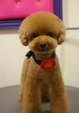 泰迪剪毛造型图片