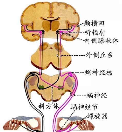 丘脑的解剖、生理功能、皮质投射、血供特点及临床影像病损定位_感觉_纤维_传导